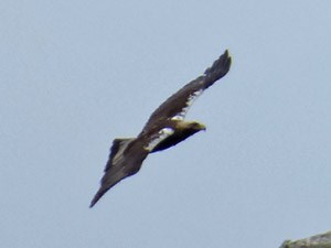 Spanish Imperial Eagle 3 - Aquila adalberti © John Muddeman